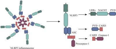 Unraveling the role of NLRP3 inflammasome in allergic inflammation: implications for novel therapies